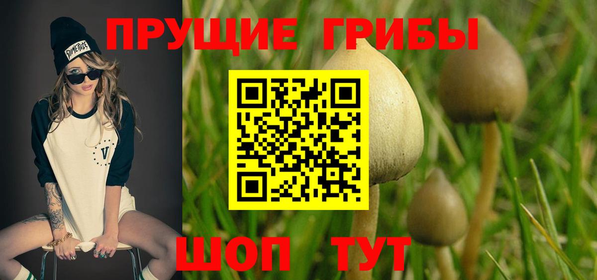 Железногорск  Псилоцибиновые грибы Psilocybe  Вход с VPN 